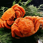 【北海道産】ボイル毛ガニ姿(約400g×2尾)