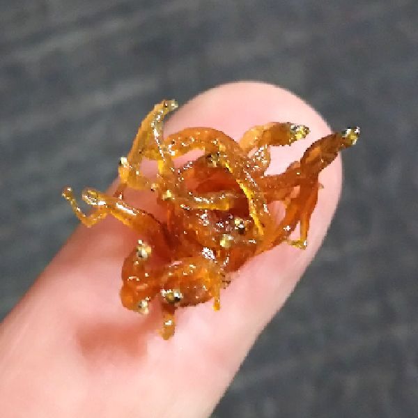 ちりめん山椒 1kg の通販◇兵庫県淡路島産 【たべたおし ～お取り寄せグルメショップ～】