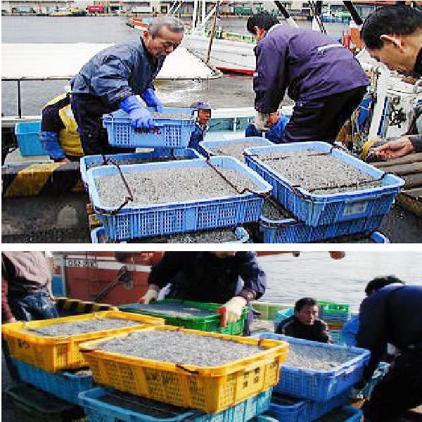 いかなご漁の様子