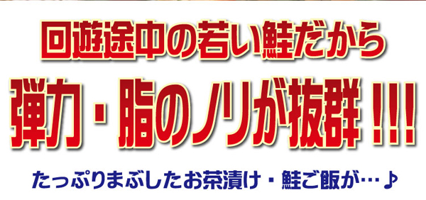 回遊途中の若い鮭だから弾力・脂のノリが抜群！！！