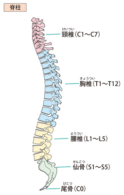 背骨の図
